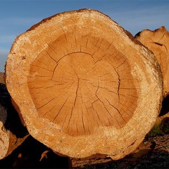 Teak Log